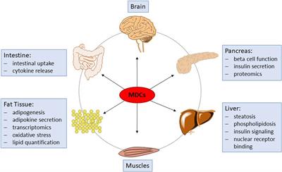 Development of new approach methods for the identification and characterization of endocrine metabolic disruptors—a PARC project